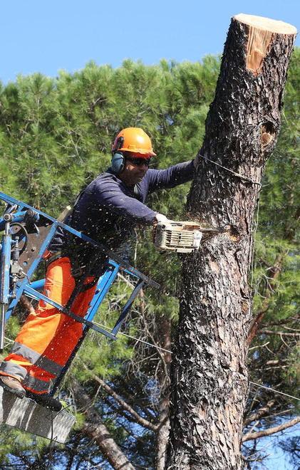 I 49 alberi di Empoli abbattuti a costo zero 