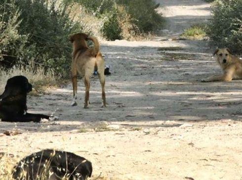 Cani a spasso: il Comune detta le regole 