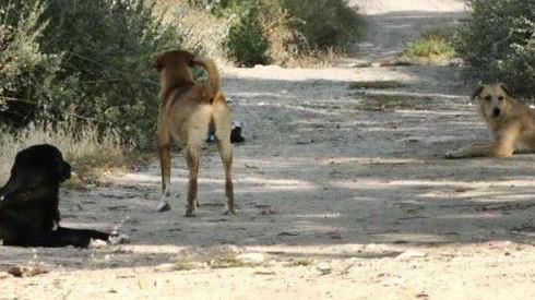 Cani a spasso: il Comune detta le regole