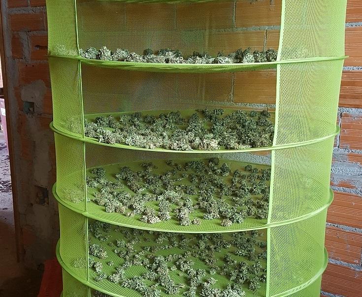 Coltivava marijuana tra il mais 