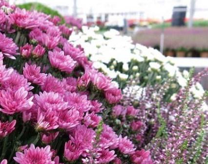 Piante, colori e profumi: a Modena c'è il Garden Festival
