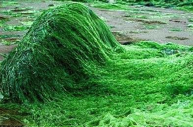 Taglio del nastro per il primo impianto pilota al mondo per la produzione di alga spirulina attraverso l'utilizzo della geotermia