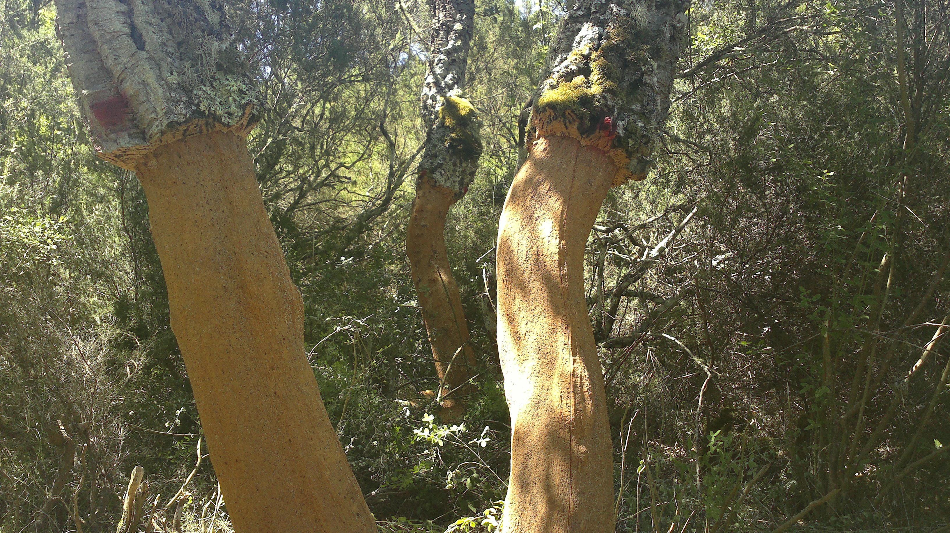 Ambiente e salute: la Sardegna vince due premi del ministero