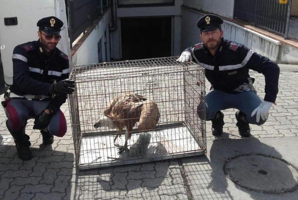 Poliziotti salvano un grifone 