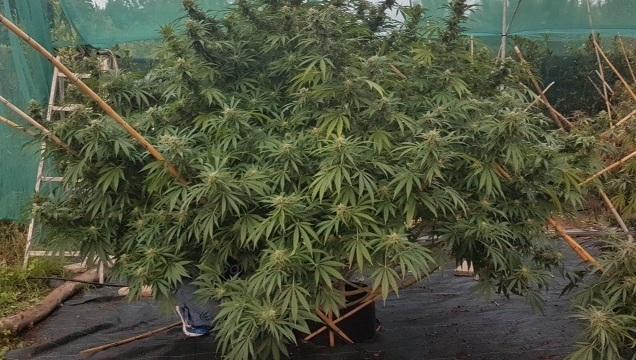 Scoperta coltivazione di marijuana