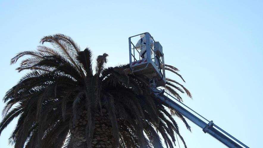 Addio alle palme sul lungomare