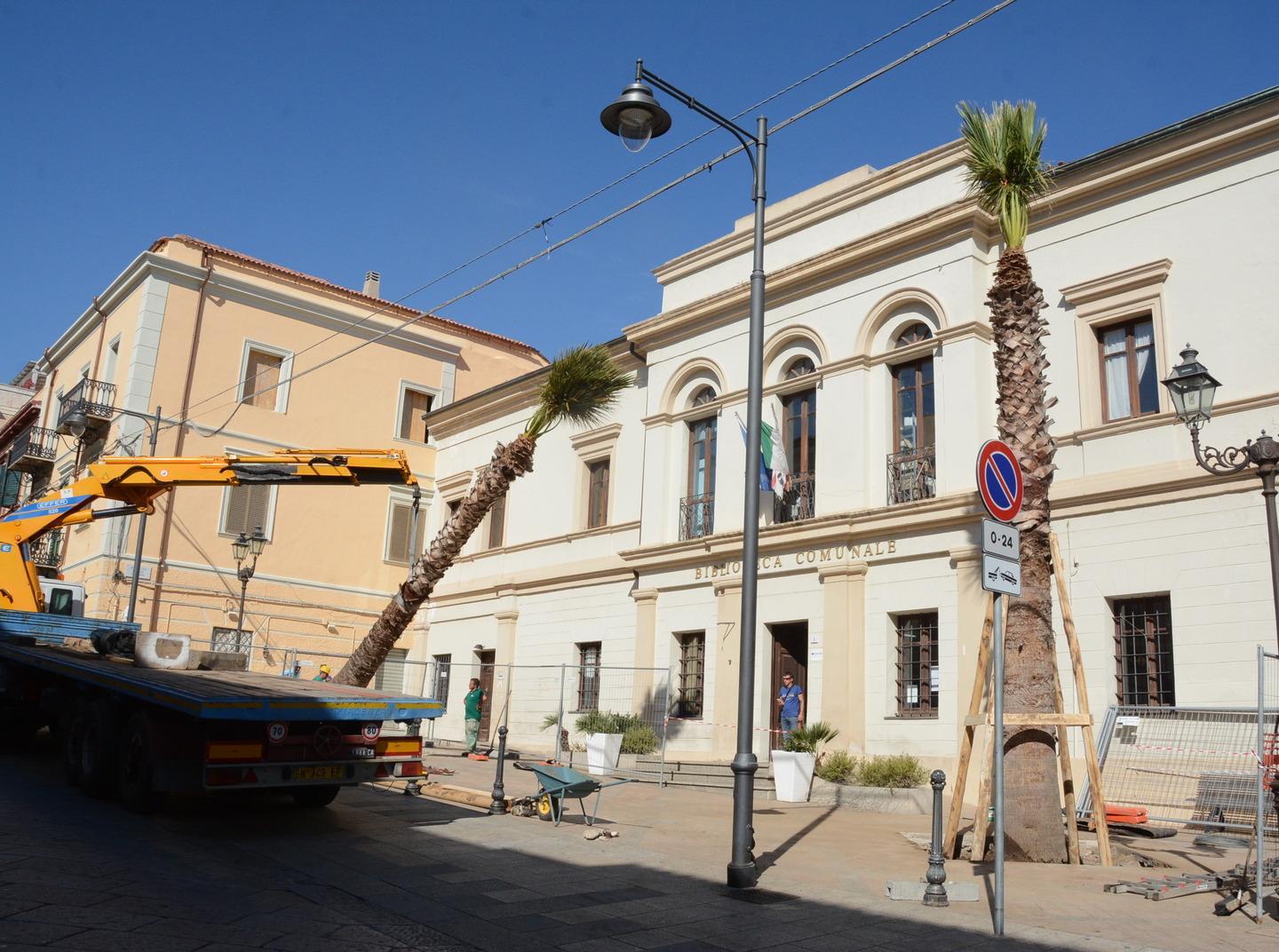 Tornano le palme nella piazza Panedda 