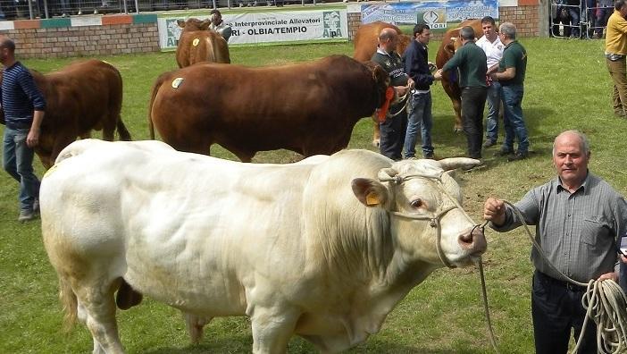 L’asta del bovino da carne una novità assoluta per Ozieri 
