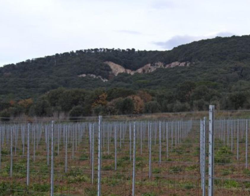 Sullo sfondo la dismessa cava di Cariola dove sorgerà la cantina