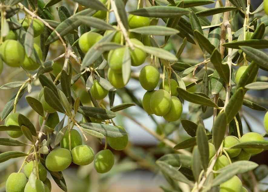 Contro la siccità vince l’olivo, raccolta buona e qualità super in Sardegna