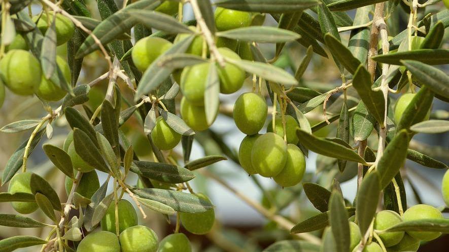 Contro la siccità vince l’olivo, raccolta buona e qualità super in Sardegna
