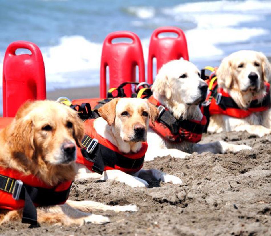 Salvataggio in mare: arrivano anche i cani 