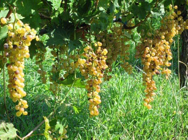 Rete di imprese per la Malvasia 