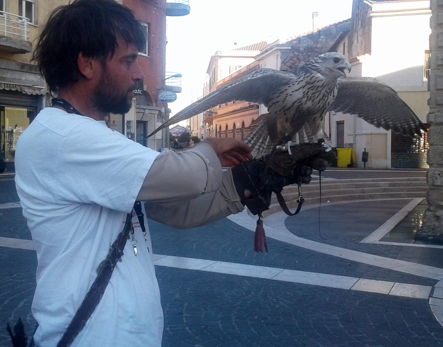 Il falco Pierre pronto a spiccare il volo