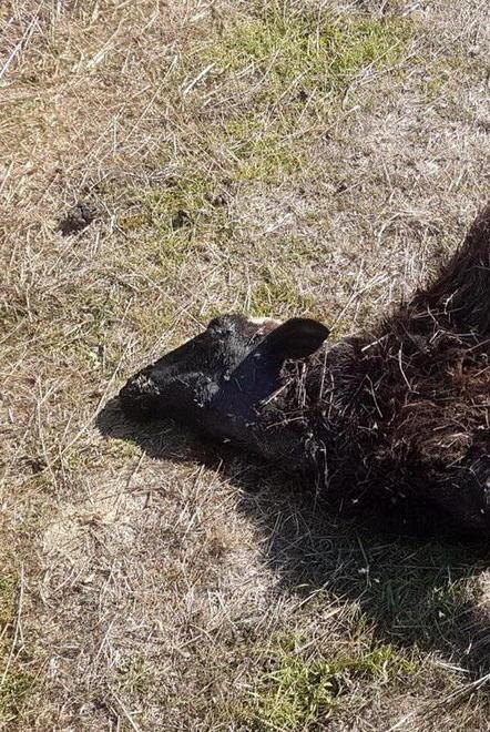 Assalto al gregge: persi oltre 20 capi tra ovini e caprini