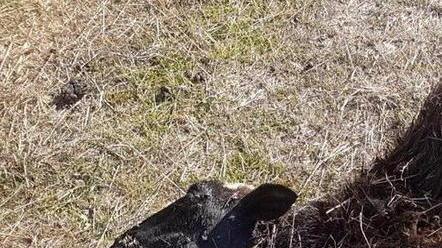 Assalto al gregge: persi oltre 20 capi tra ovini e caprini