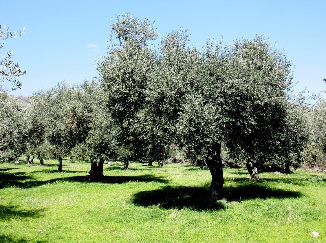 Una camminata alla riscoperta degli ulivi 