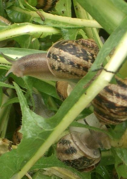 Nureci, vietato raccogliere lumache