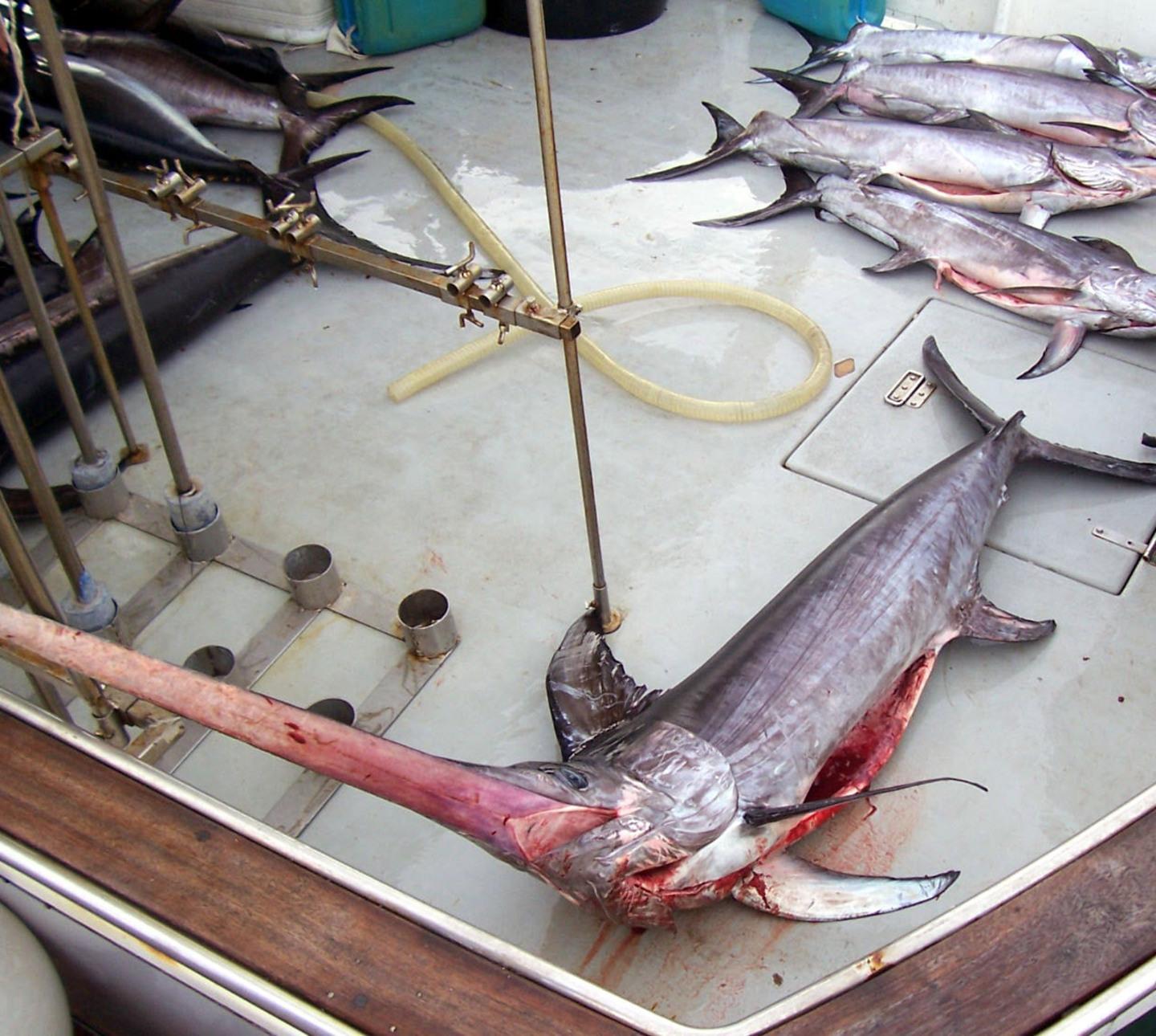 Da gennaio a marzo è vietata la pesca del pesce spada