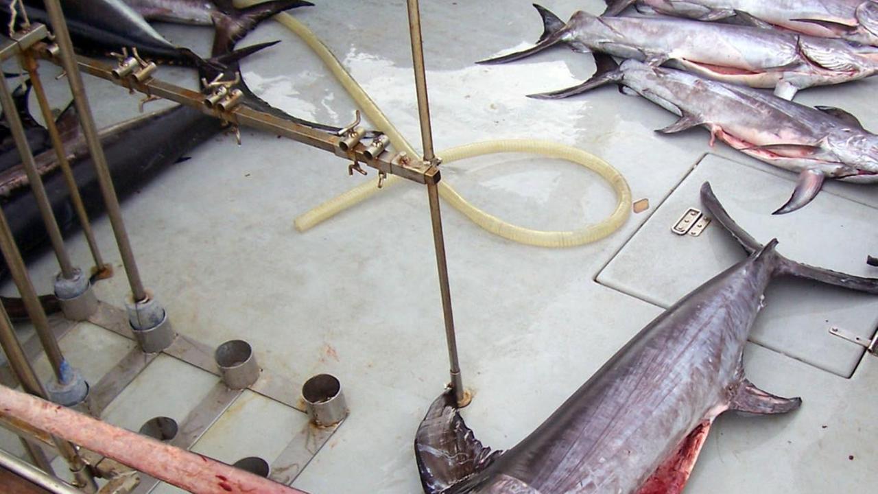 Da gennaio a marzo è vietata la pesca del pesce spada