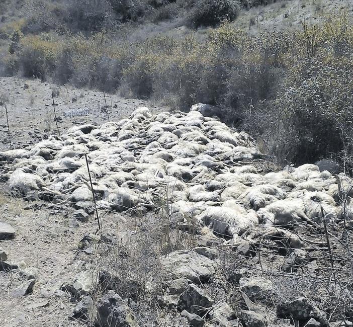 Le carcasse delle pecore dopo la mattanza