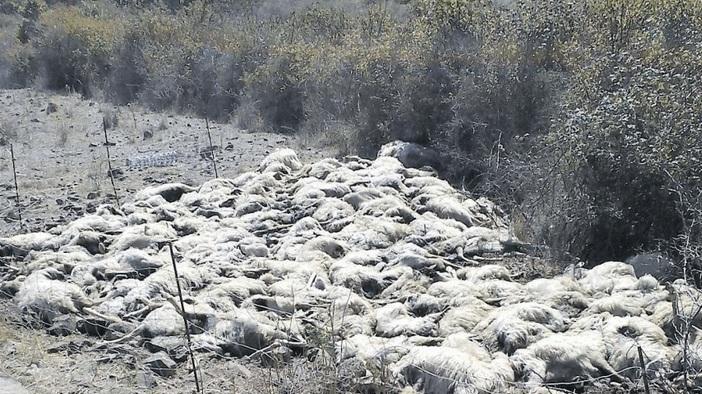 Le carcasse delle pecore dopo la mattanza
