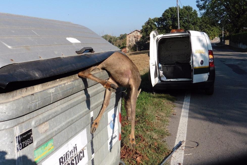 Ventoso, capriolo morto gettato nei rifiuti