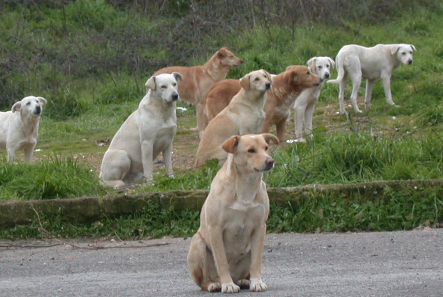 Microchippatura obbligatoria a Giave 