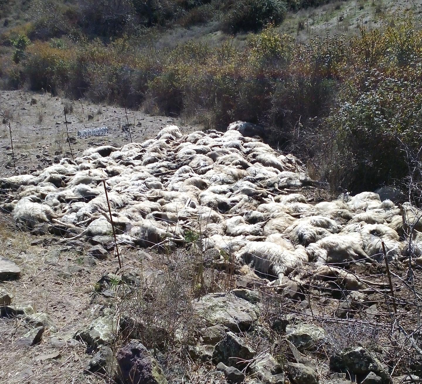 Il latte non è buono: stermina il gregge 