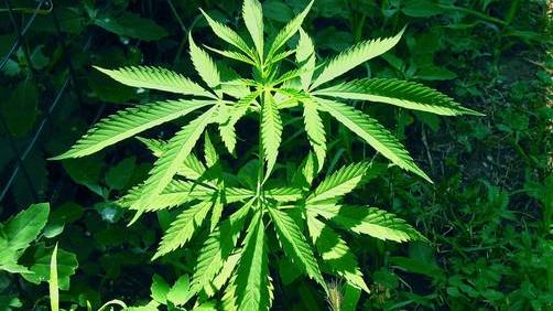 Cannabis, ok da Camera a uso medico