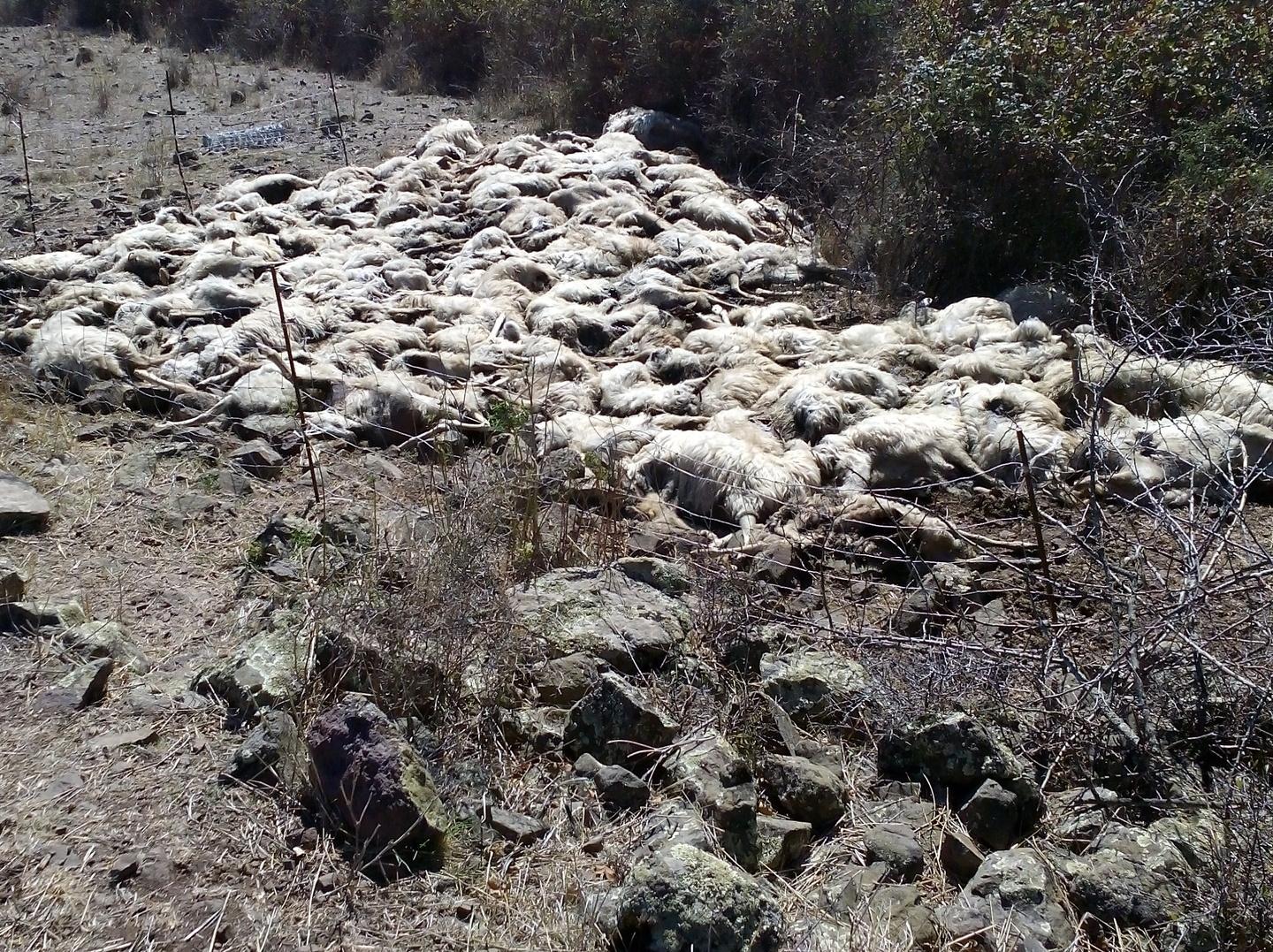 Mattanza di pecore, rintracciato il pastore 