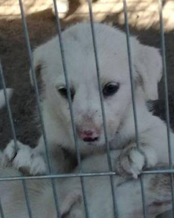 Appello del Comune per l’adozione di sei cuccioli