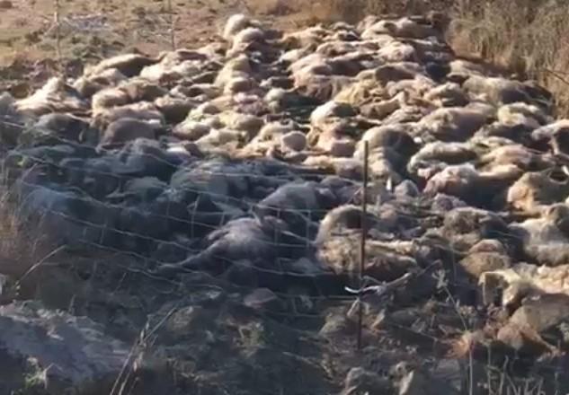 Gregge sterminato a Ploaghe: «Ho ucciso le pecore per non farle morire di fame» 