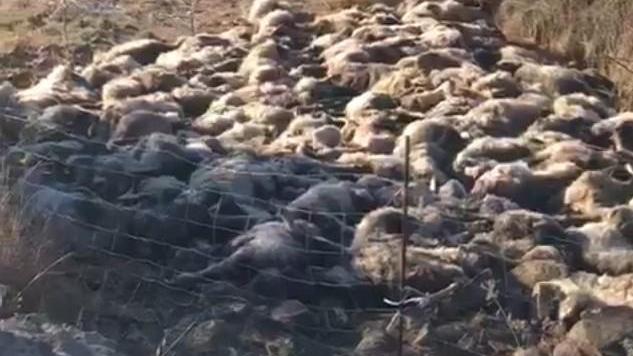 Gregge sterminato a Ploaghe: «Ho ucciso le pecore per non farle morire di fame» 