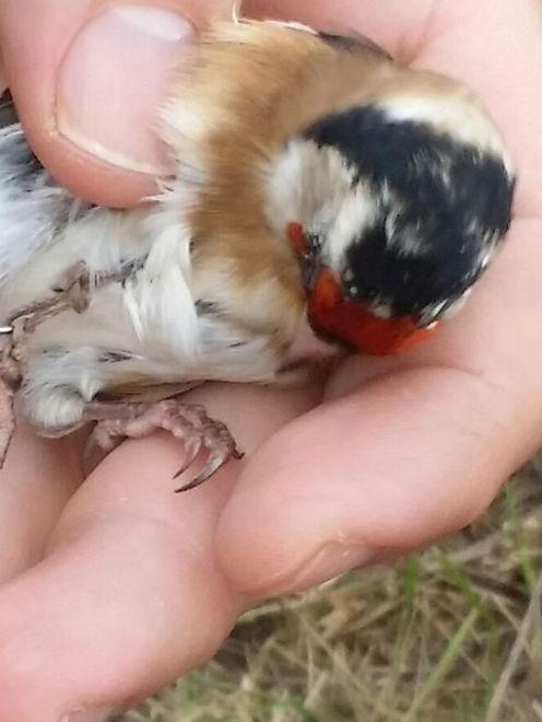 Carpi, smantellata una rete abusiva per catturare i cardellini 