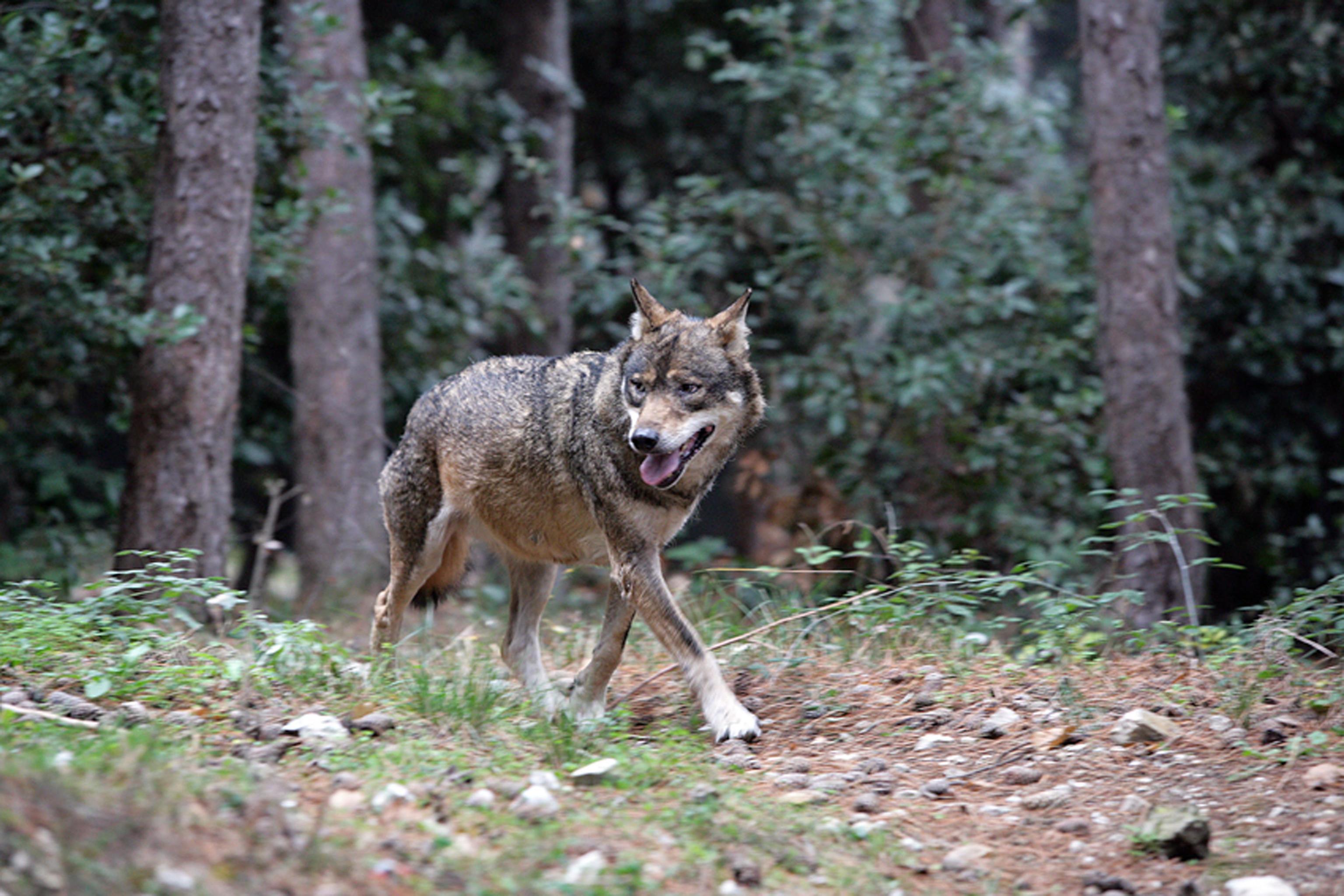 Lupi a passeggio vicino alle case Avvistamento a Gorfigliano