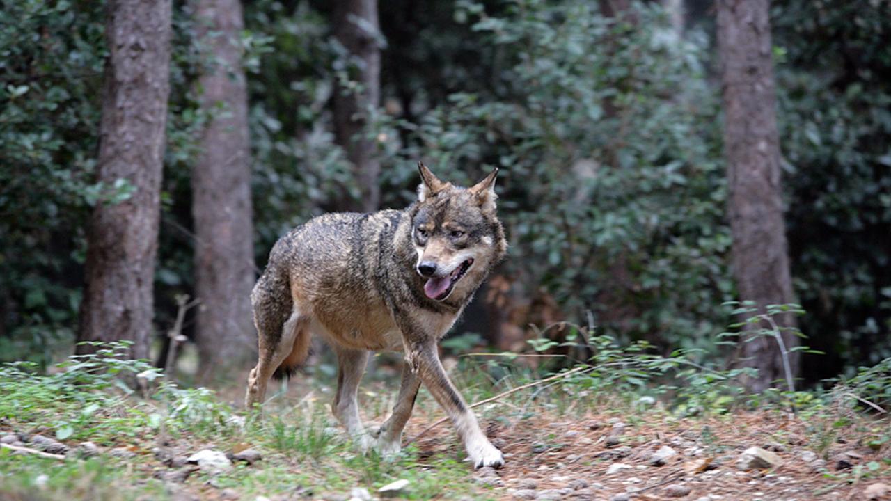 Lupi a passeggio vicino alle case Avvistamento a Gorfigliano