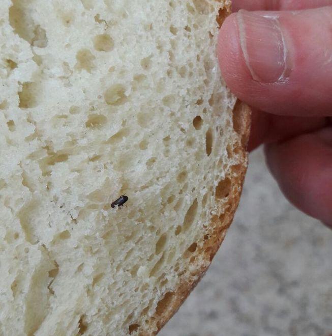 Trovati insetti nel pane alla mensa dei bambini della scuola elementare