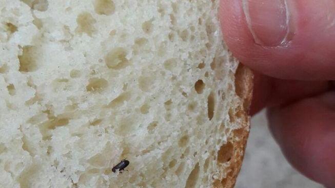Trovati insetti nel pane alla mensa dei bambini della scuola elementare