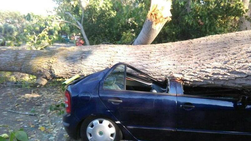 Alberi, 11 a rischio caduta deciso l’abbattimento