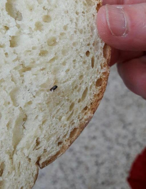 Insetti nel pane alla mensa scolastica: il fornitore è stato sospeso 