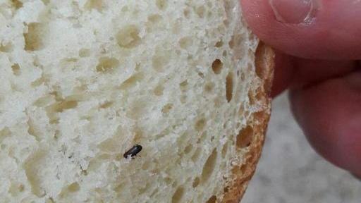 Insetti nel pane alla mensa scolastica: il fornitore è stato sospeso