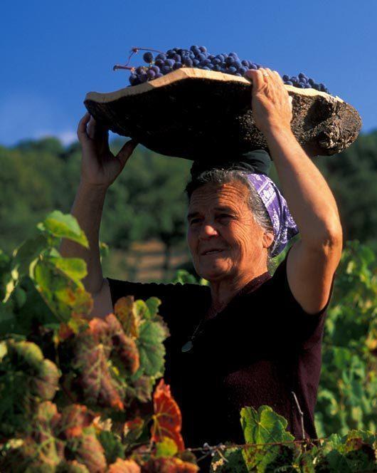 L’anno nero della vendemmia: meno 45% 