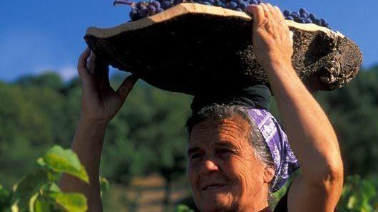 L’anno nero della vendemmia: meno 45%