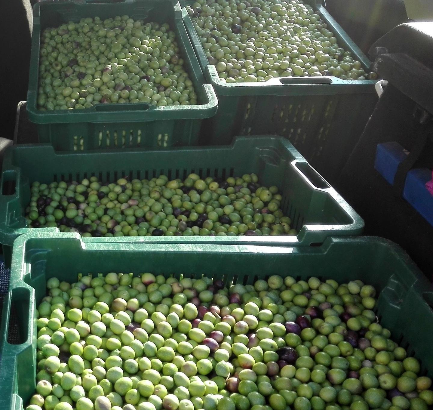 Raccolta delle olive, un’annata record per Siniscola e Orosei 