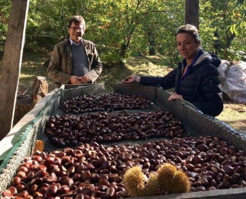 Castagne, segno più: per i produttori inizia la riscossa 