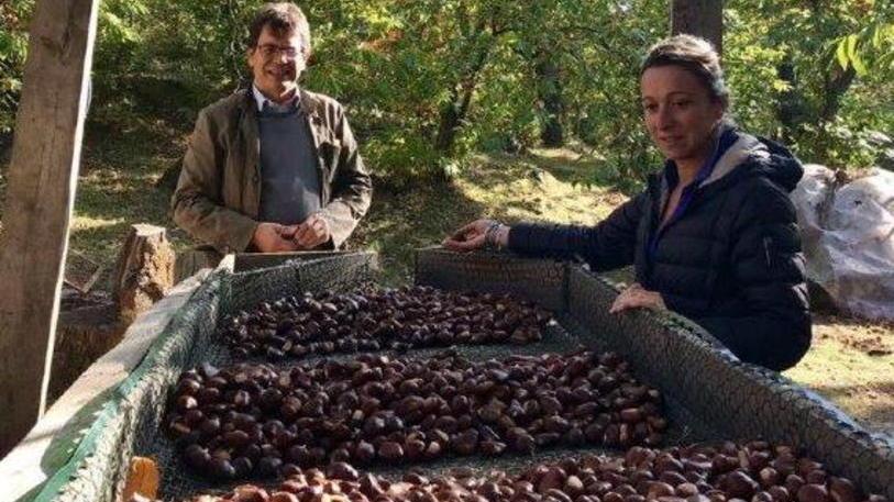 Castagne, segno più: per i produttori inizia la riscossa