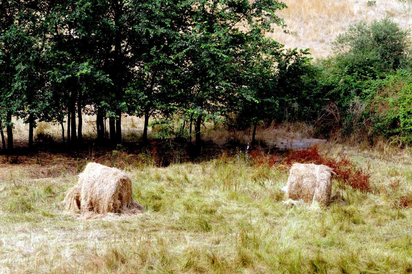 Sassari, agricoltore muore travolto dalle balle di fieno
