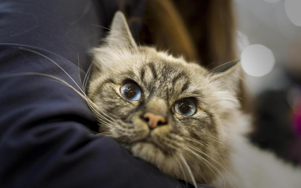 Gatti, fondi per la sterilizzazione 