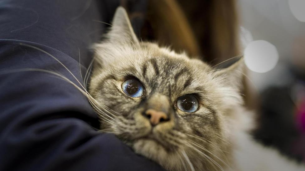 Gatti, fondi per la sterilizzazione